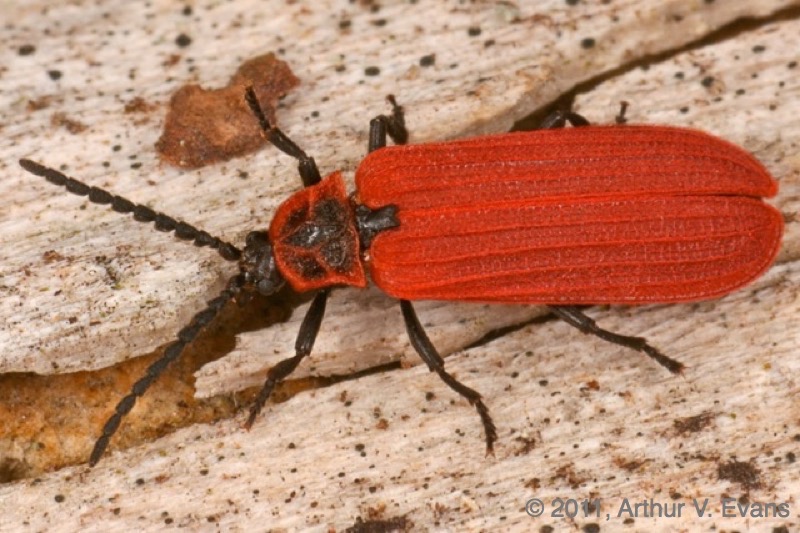 Golden net-wing (Dictyoptera aurora)