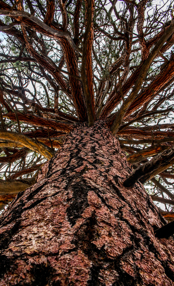Looking up the trunk of a large ponderosa tree toward the branches.