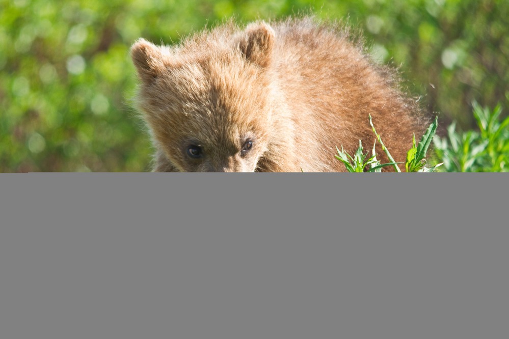 Bashful Springer Grizzly Cub