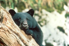 Black bear peeking around tree limb