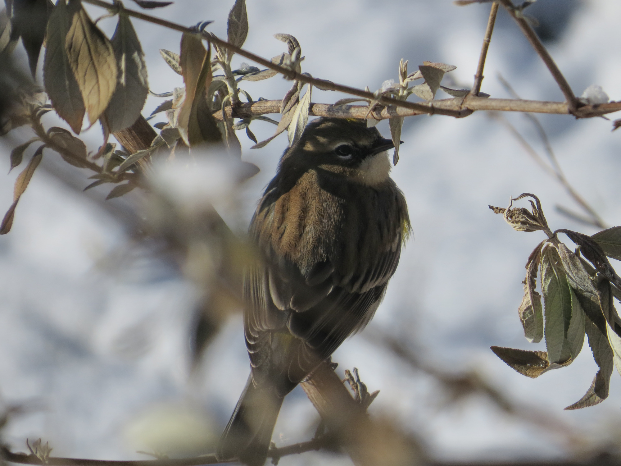 Image of Setophaga coronata, a species of Bird