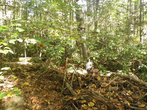 GRSM Accuracy Assessment. Plot Code: GRSM_AA_0246_2