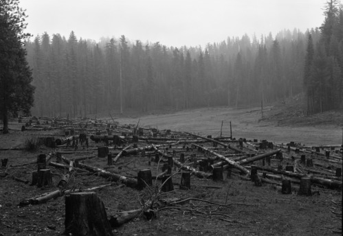 Stumps of cutover timber at Cuneo property.