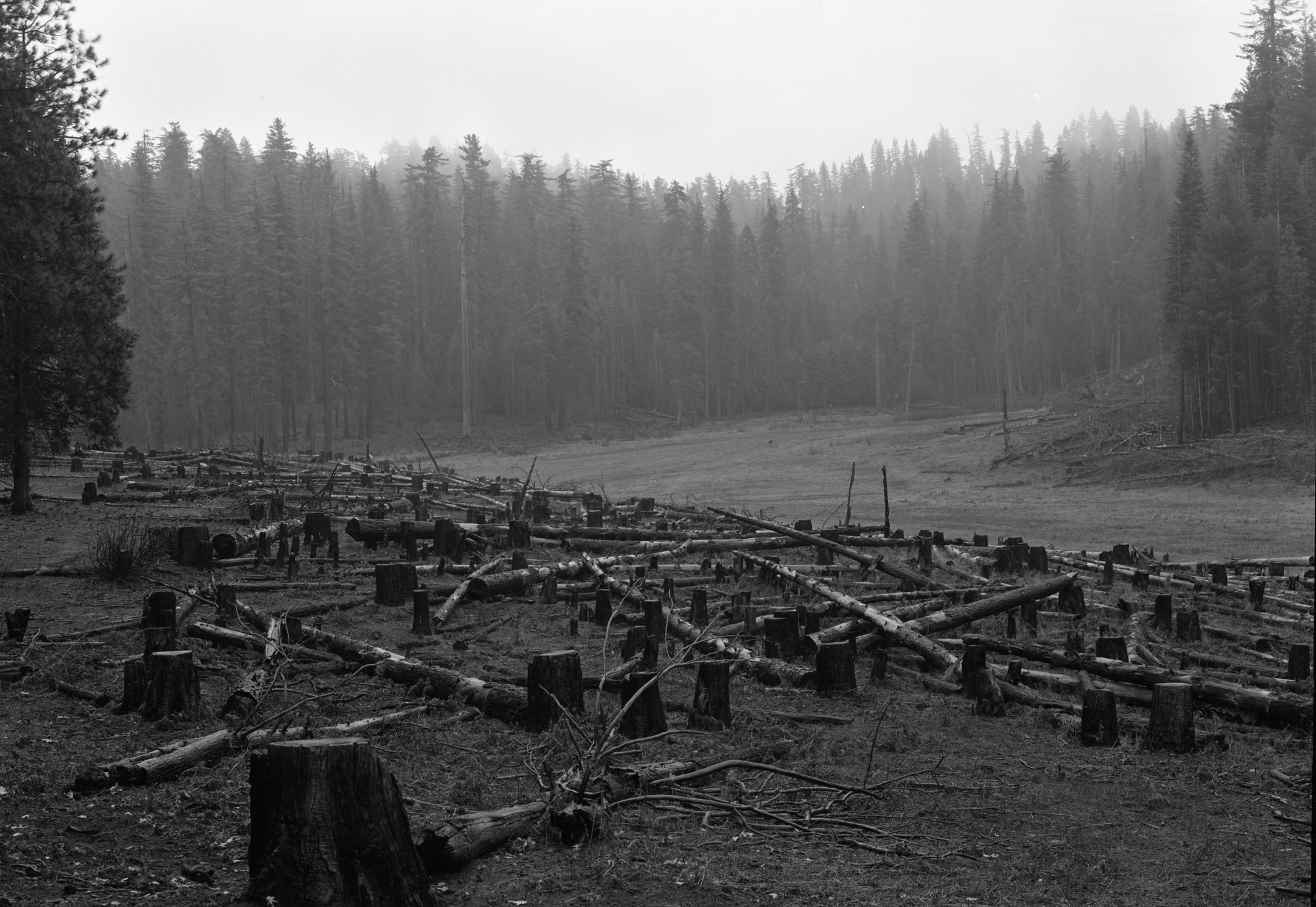 Stumps of cutover timber at Cuneo property.
