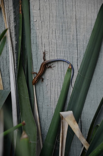 A legged noodle hanging on the side paneling 