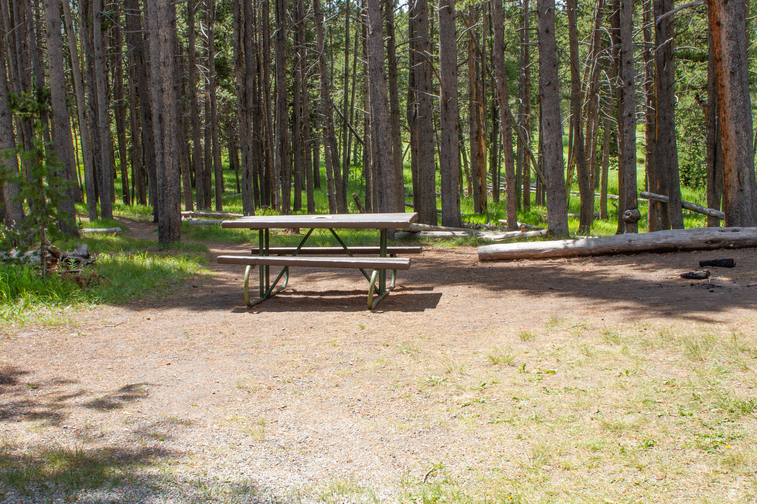 One unoccupied table in front of a lodgepole forest