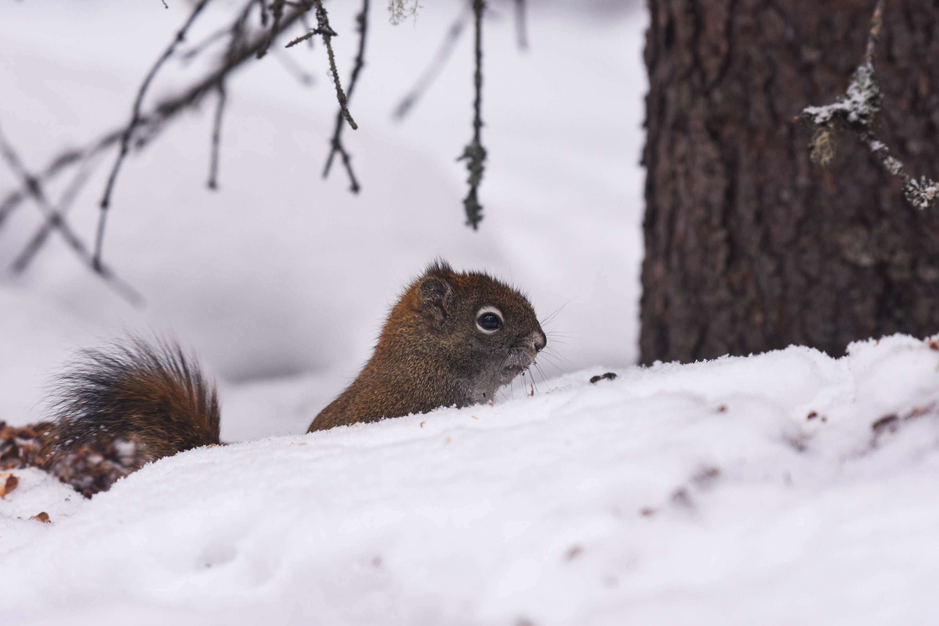A red squirrel in deep snow