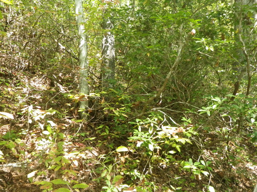 GRSM Accuracy Assessment. Plot Code: GRSM_AA_0118_2