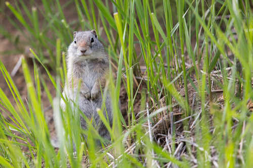 Uinta ground squirrel