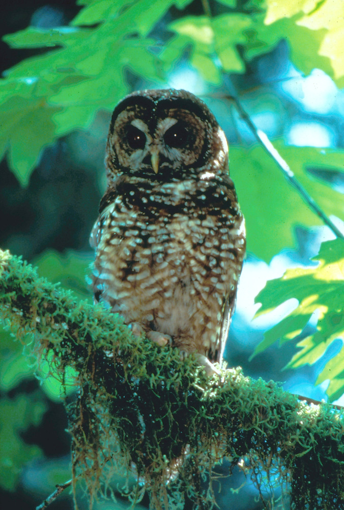 spotted_owl_forest_bird_NPS_Photo