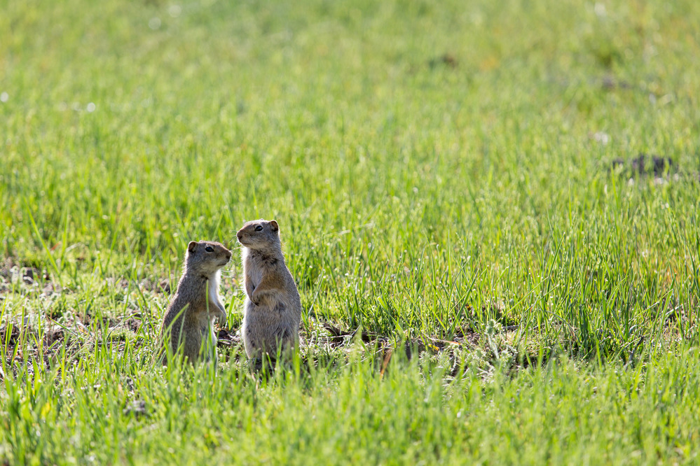 Uinta ground squirrels