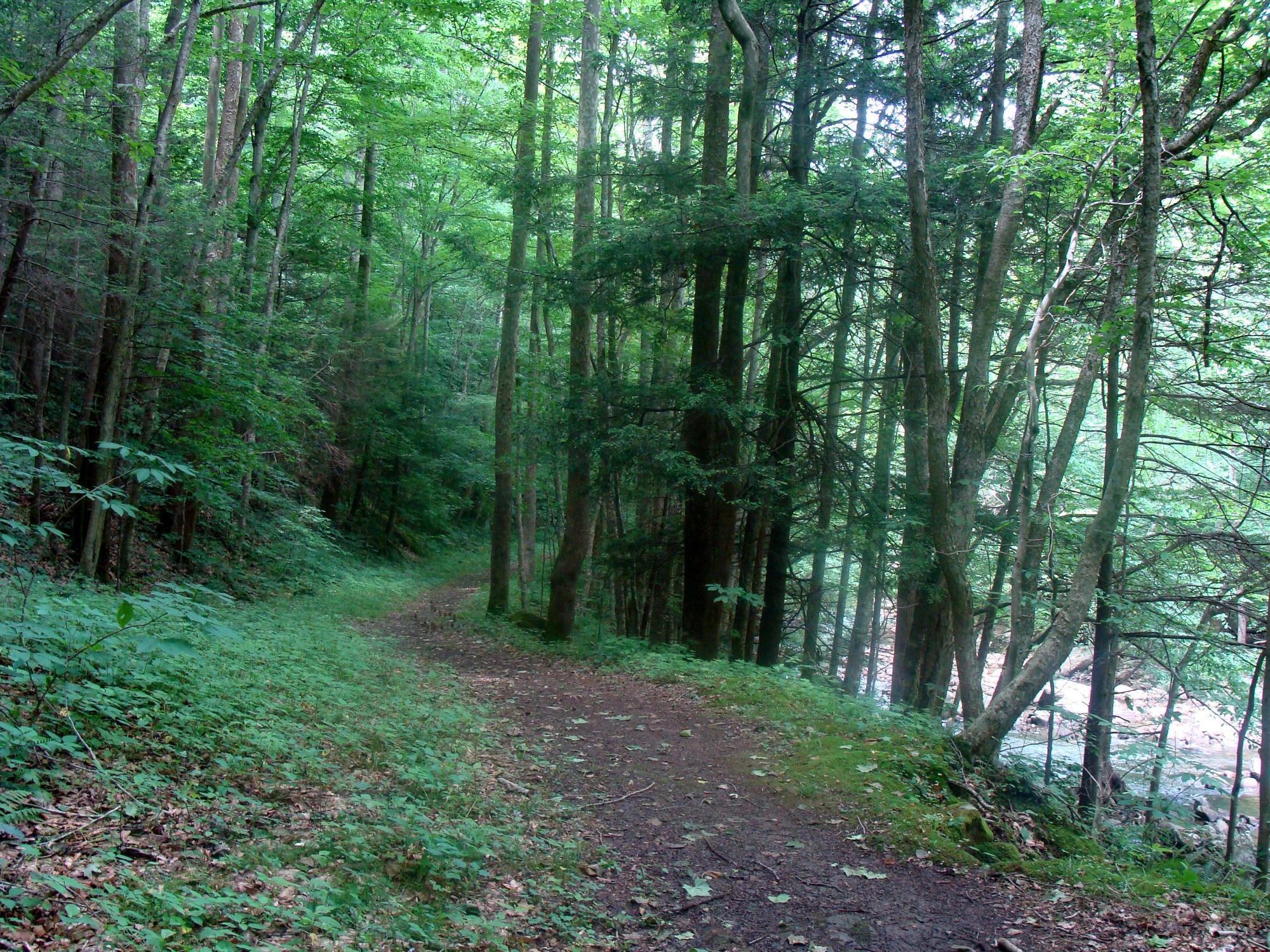 trail through lush forest alongside a creek