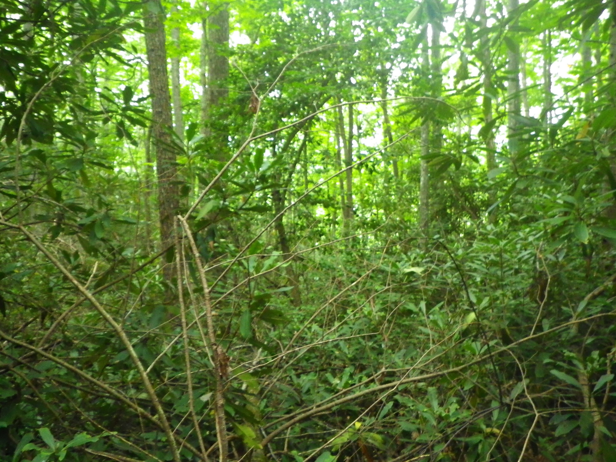 Plot Code: GRSM_AA_0486_5