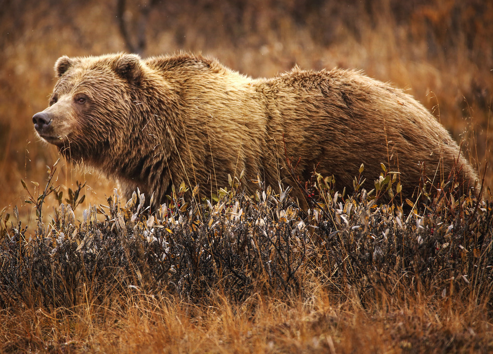 a brown bear munching on plants