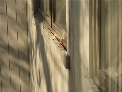 Window Replacement at Douglas EE Center