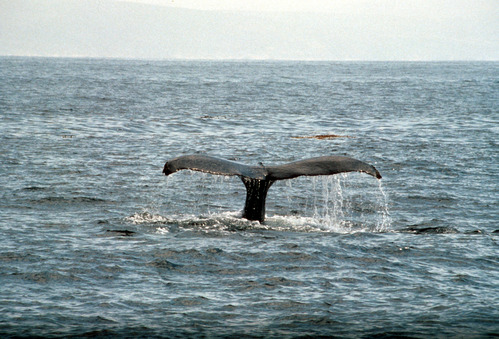 Humpback Whale Flukes