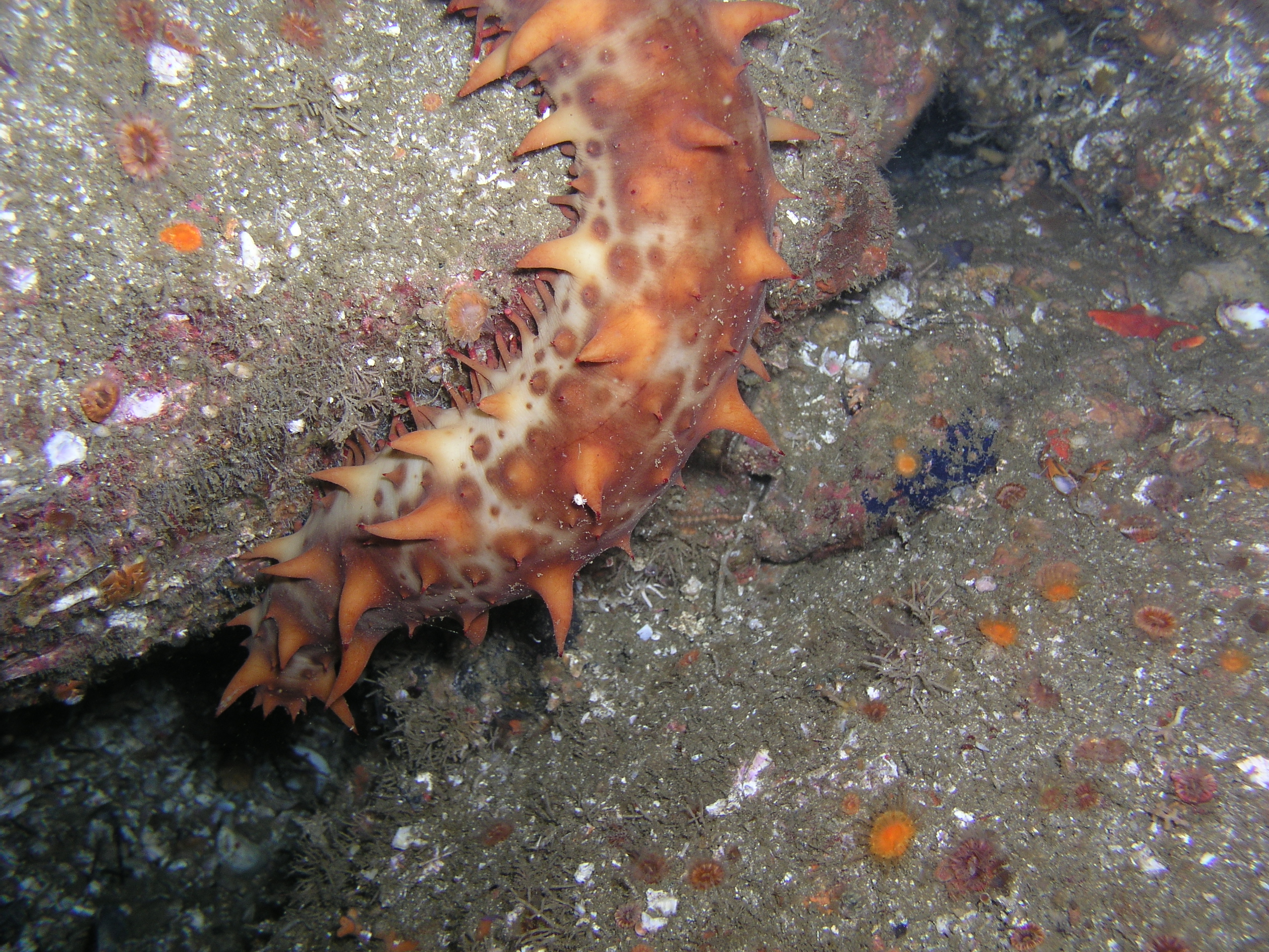 parastichopus_californicus_SMI-Aug23-04 019