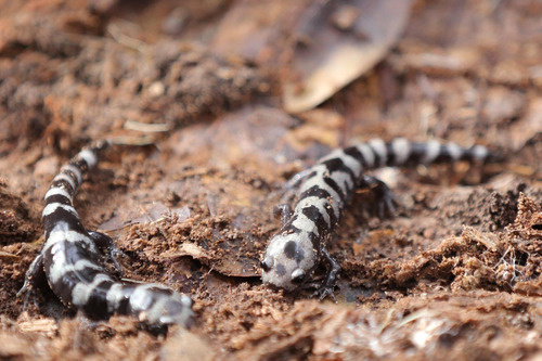 close up of two marbled salamanders in the dirt