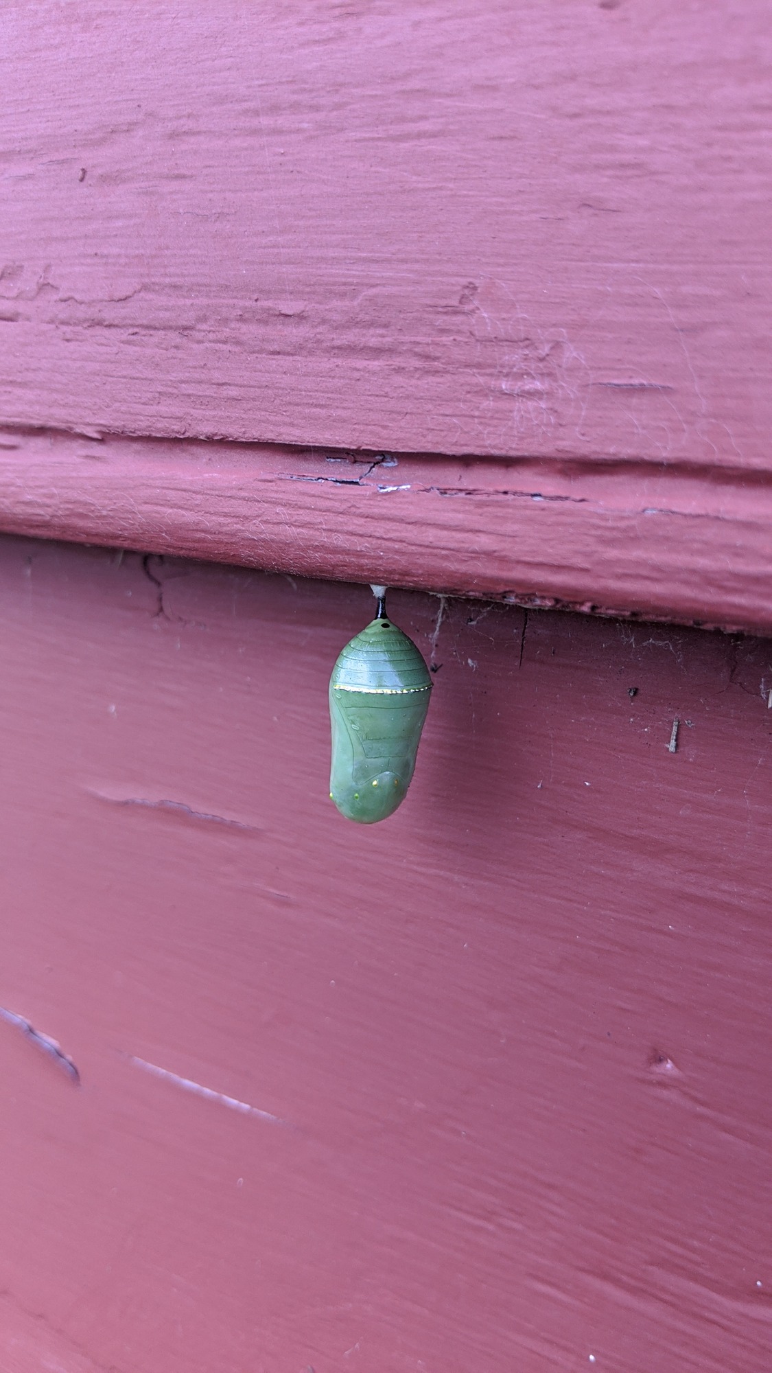 A monarch butterfly chrysalis on the side of the Neilson House