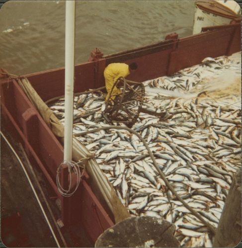 Sample photographs of Alaska Packers Association vessels designed by L. Christian Norgaard