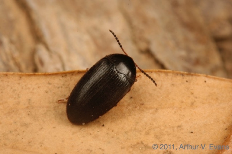 False darkling beetle (Eustrophopsis bicolor)