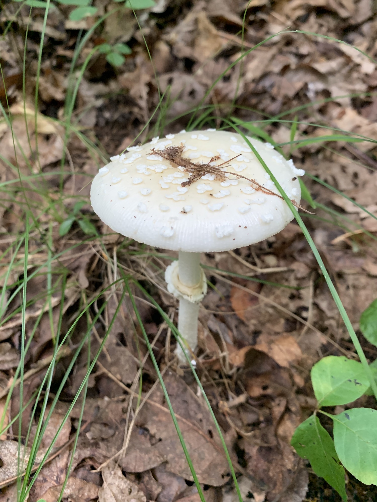 A slender white mushroom with a thin cap with white spots. 