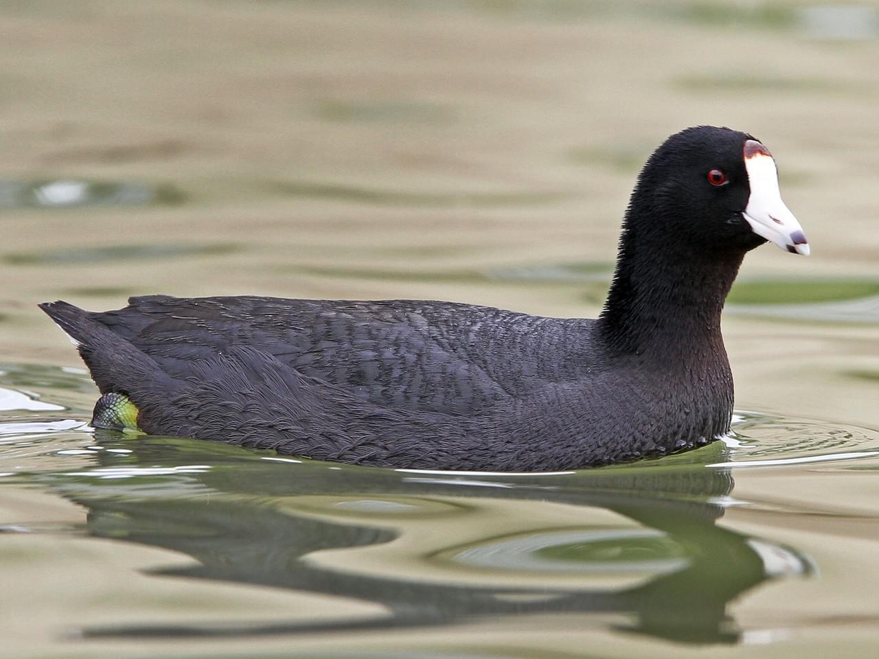 black bird with white bill swimming on water