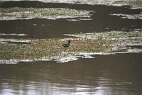 ARPO Animals gallinula chloropus GallinulaChloropus1. 