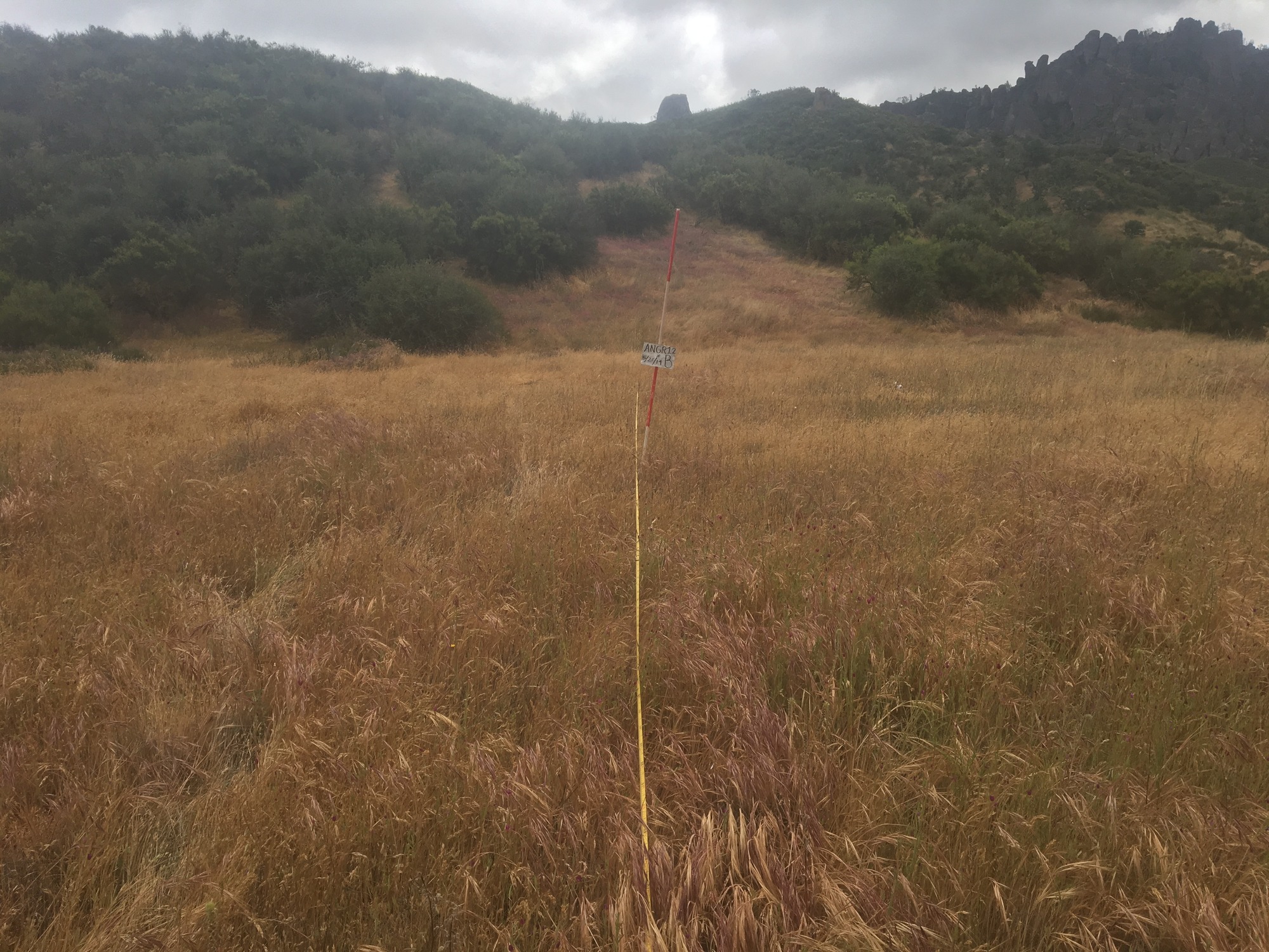 Eye-level view from the center point of a plant community monitoring plot