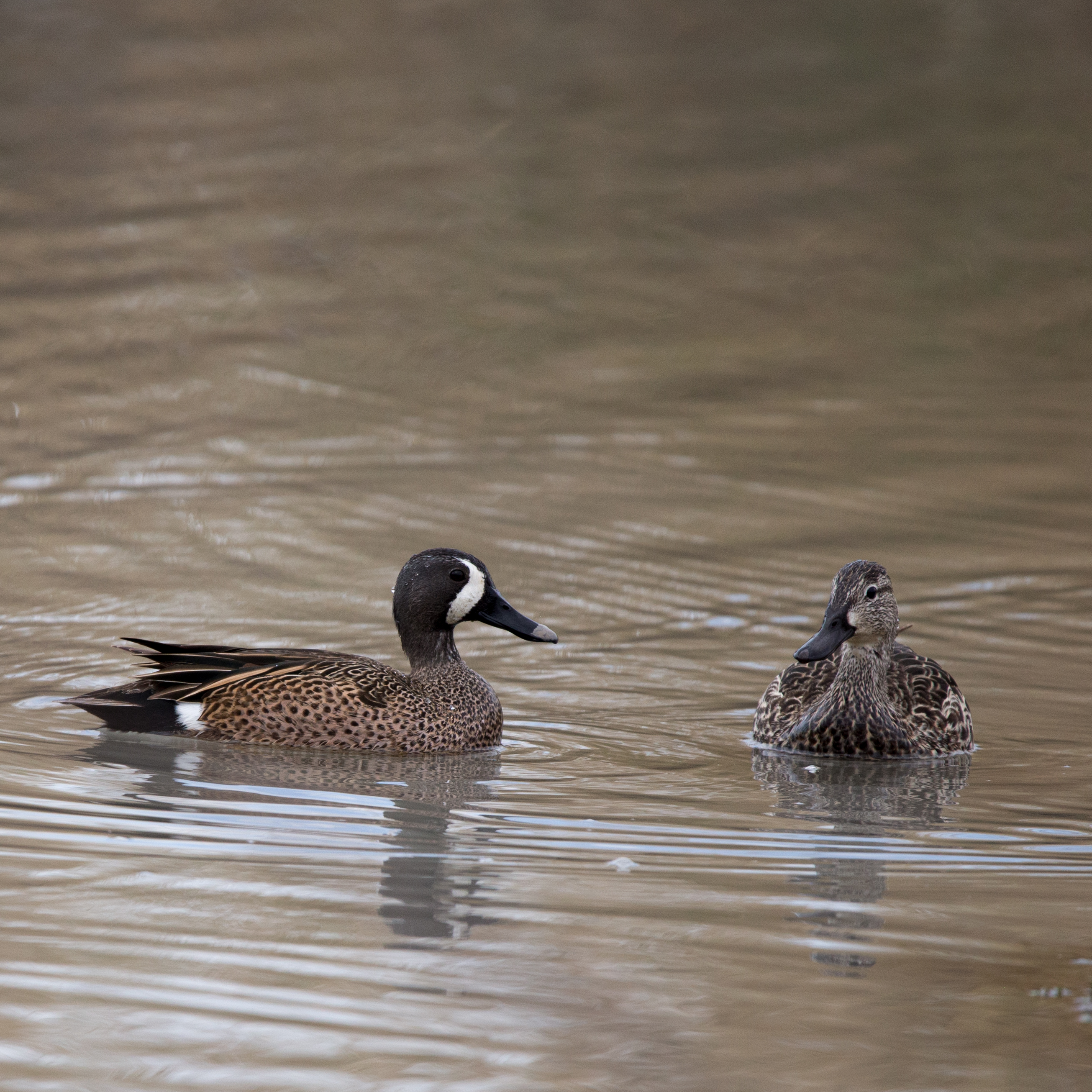 Image focuses on two ducks, a male and female blue winged teal. The male is on the left, in profile, facing the female. The white half moon marking on his face is obvious. The female is swimming towards the camera but her head is tilted as if to look at the male.