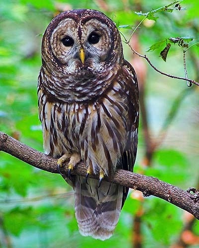 Barred Owl
