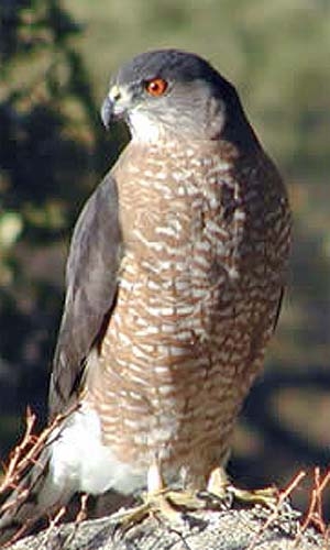 Cooper's Hawk