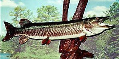 Muskie
