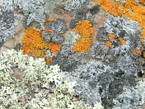 22 Yukon-Charley Rivers National Preserve Peregrine Falcon Survey July 2006