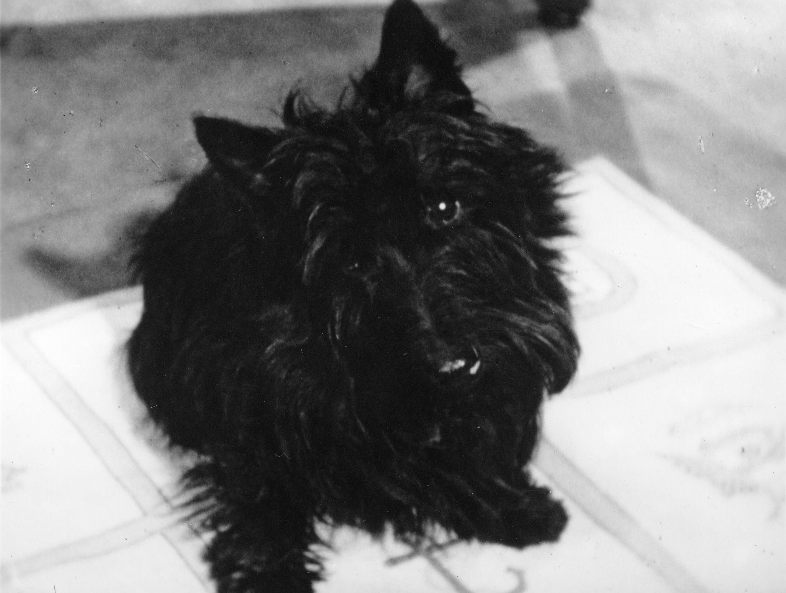 A photo of a Scottish terrier. 