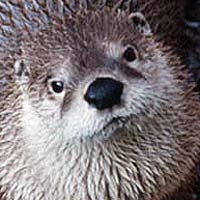 River Otter