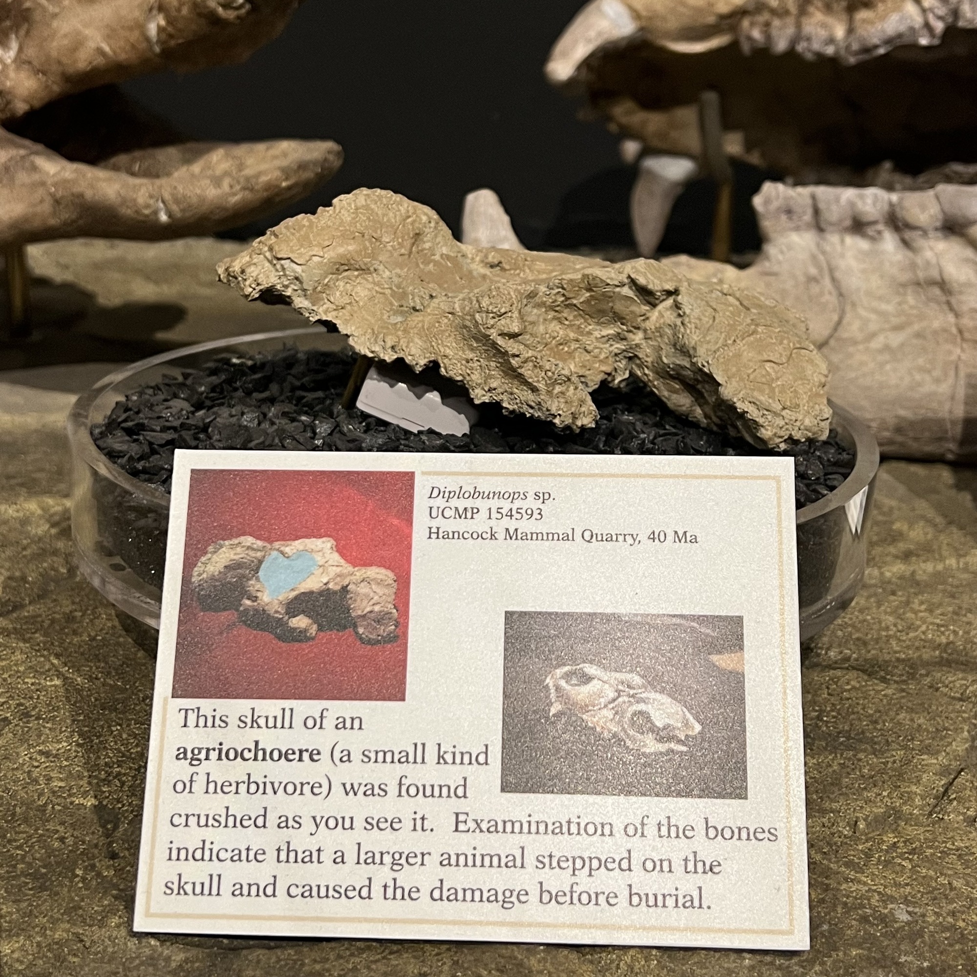 crushed agriochoere skull fossil