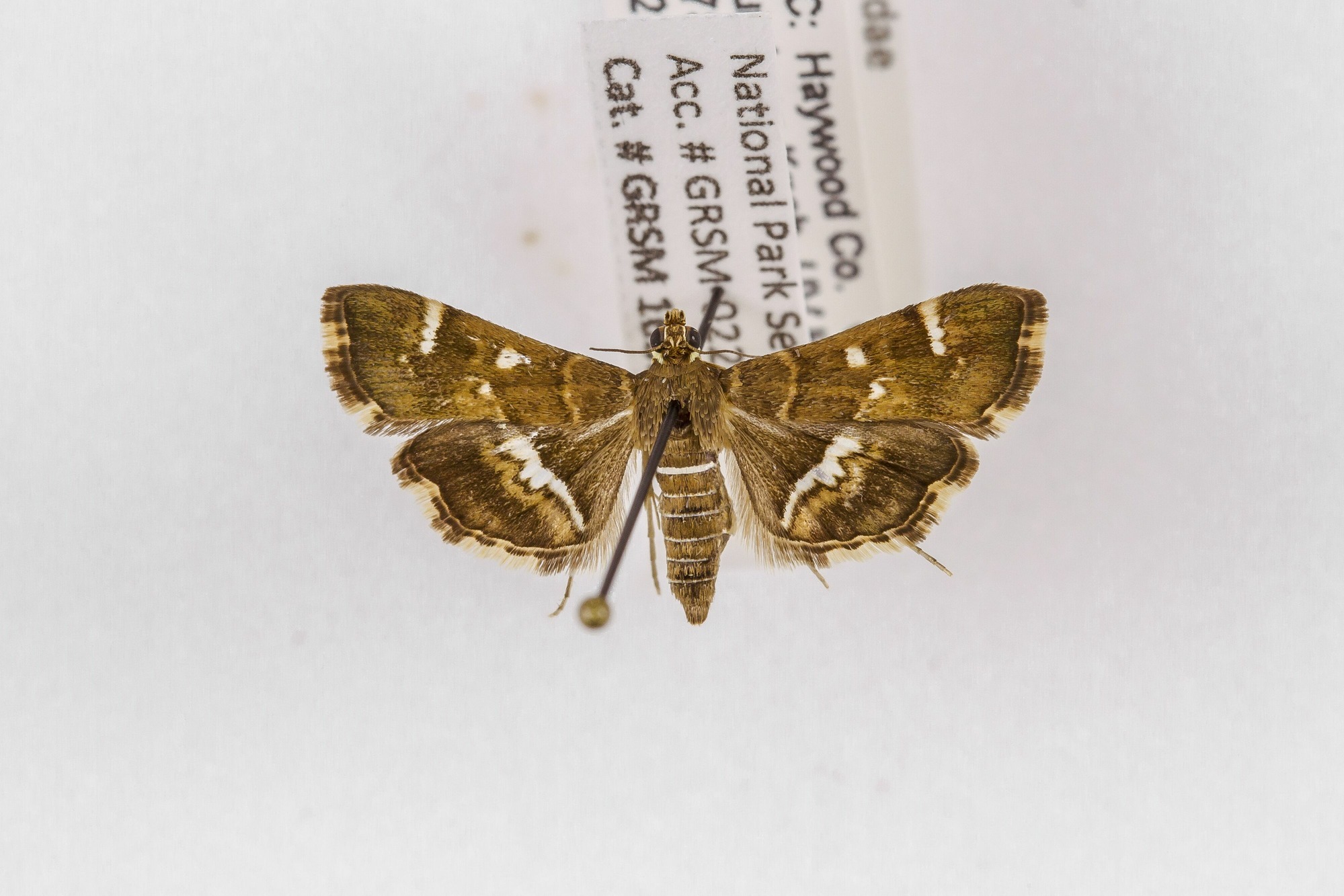 Image of Hymenia perspectalis, a species of Animalia