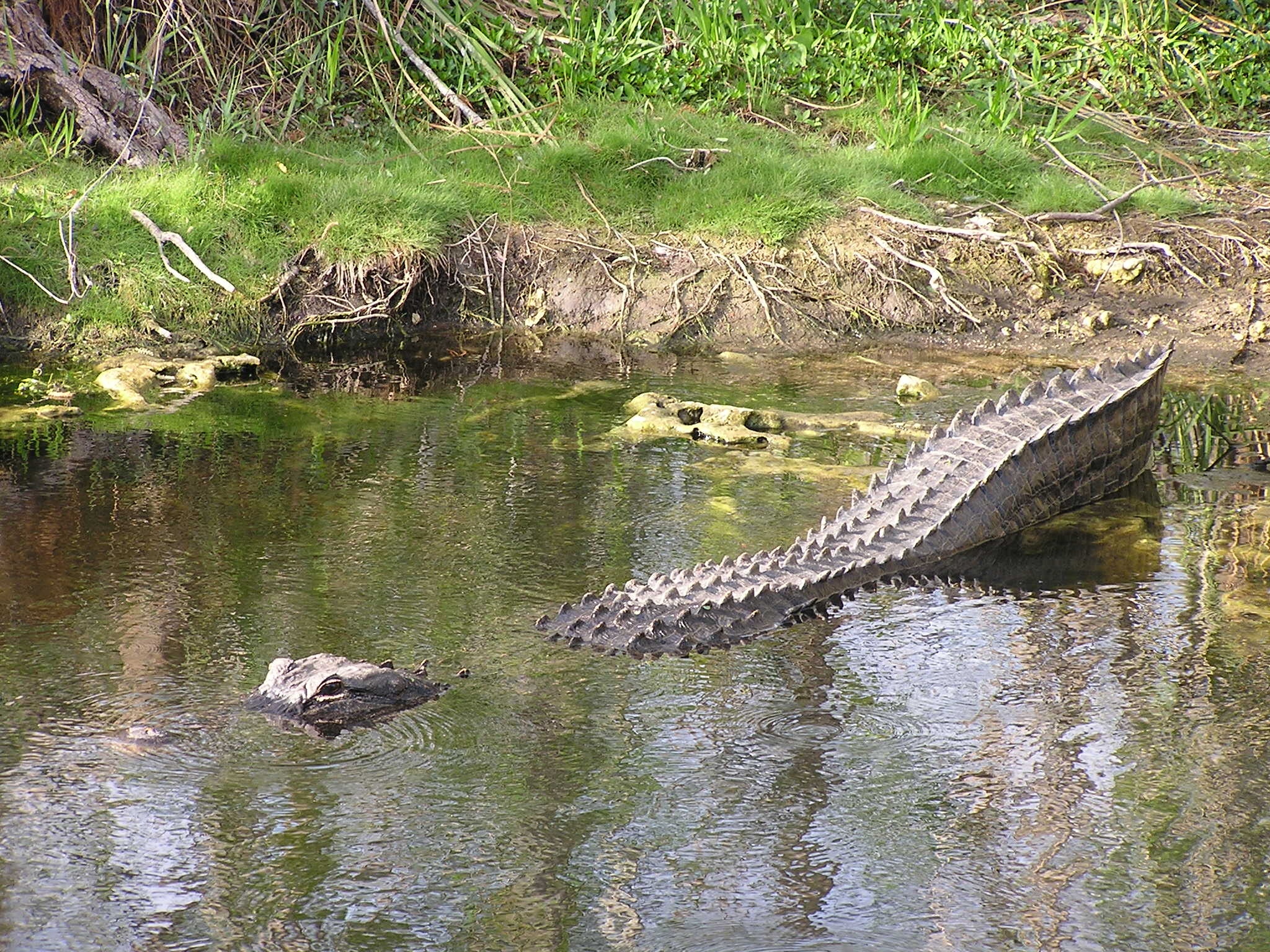 An alligator's snout and next submerged underwater, with the rest staying dry