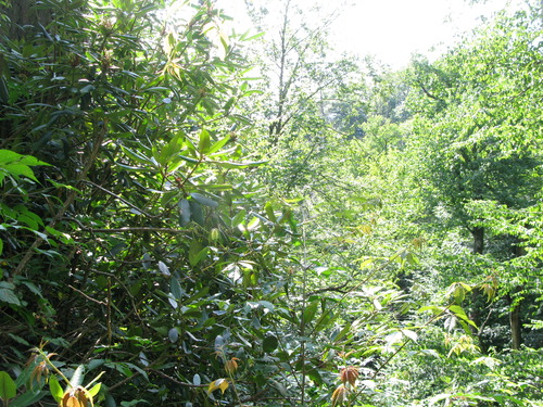 GRSM Accuracy Assessment. Plot Code: GRSM_AA_0796_6