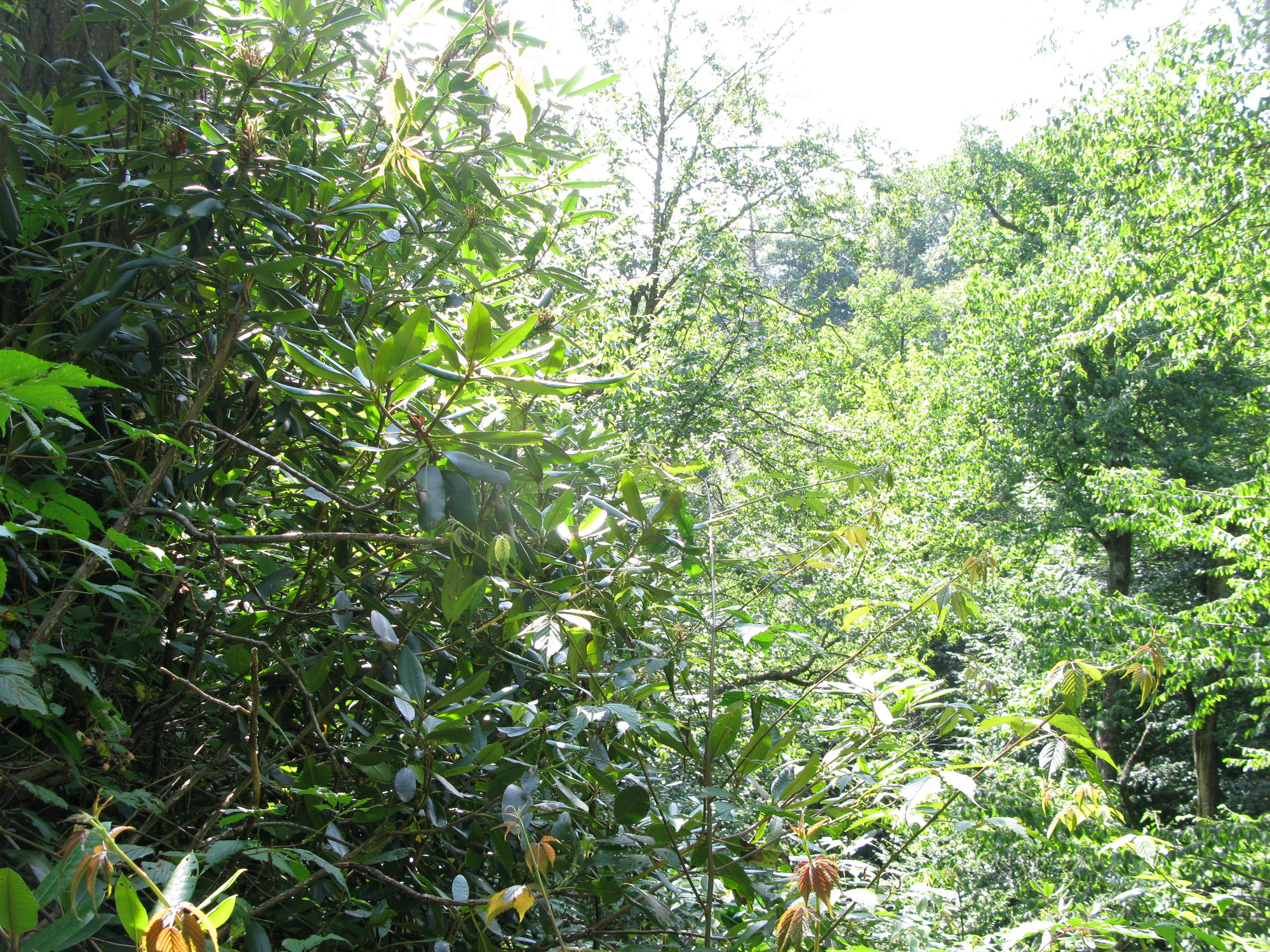 GRSM Accuracy Assessment. Plot Code: GRSM_AA_0796_6