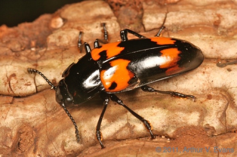 Pleasing fungus beetle (Megalodacne heros)