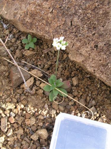 Drabe cuneifolia #. Big Bend National Park, Christmas Mnts. outside park. February 2005