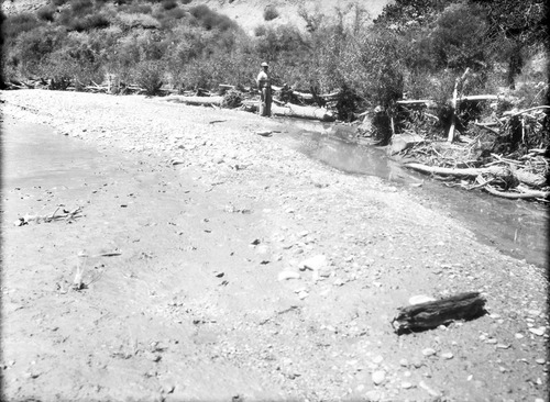 Tree and cable and willow spider jetties on Virgin River opposite Wiley camp drainage in need of repair after heavy spring floods.
