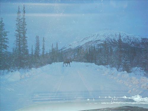 1 Gates of the Arctic National Park and Preserve Hares Survey 2004