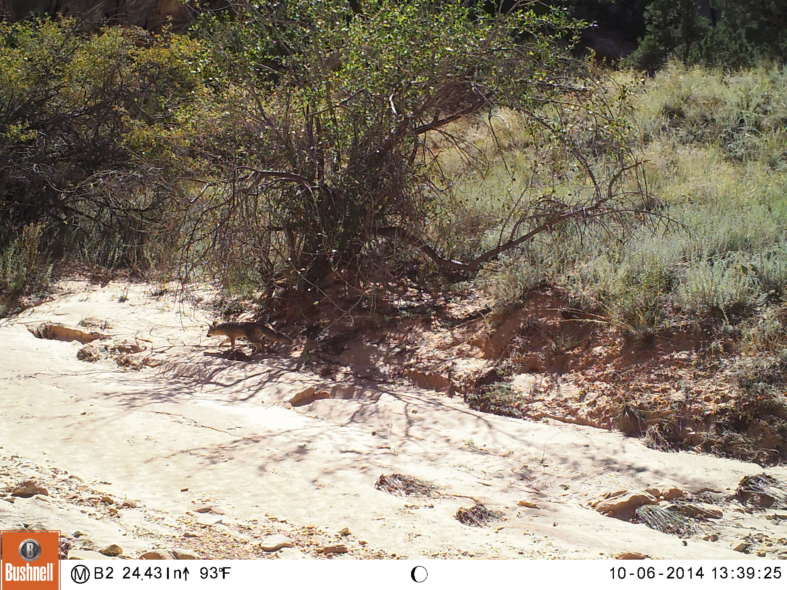 Small gray fox in middle of photo frame, below a shrub, grassy banks, and a sandy wash in front. 