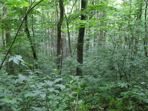 GRSM Accuracy Assessment. Plot Code: GRSM_AA_0914_4