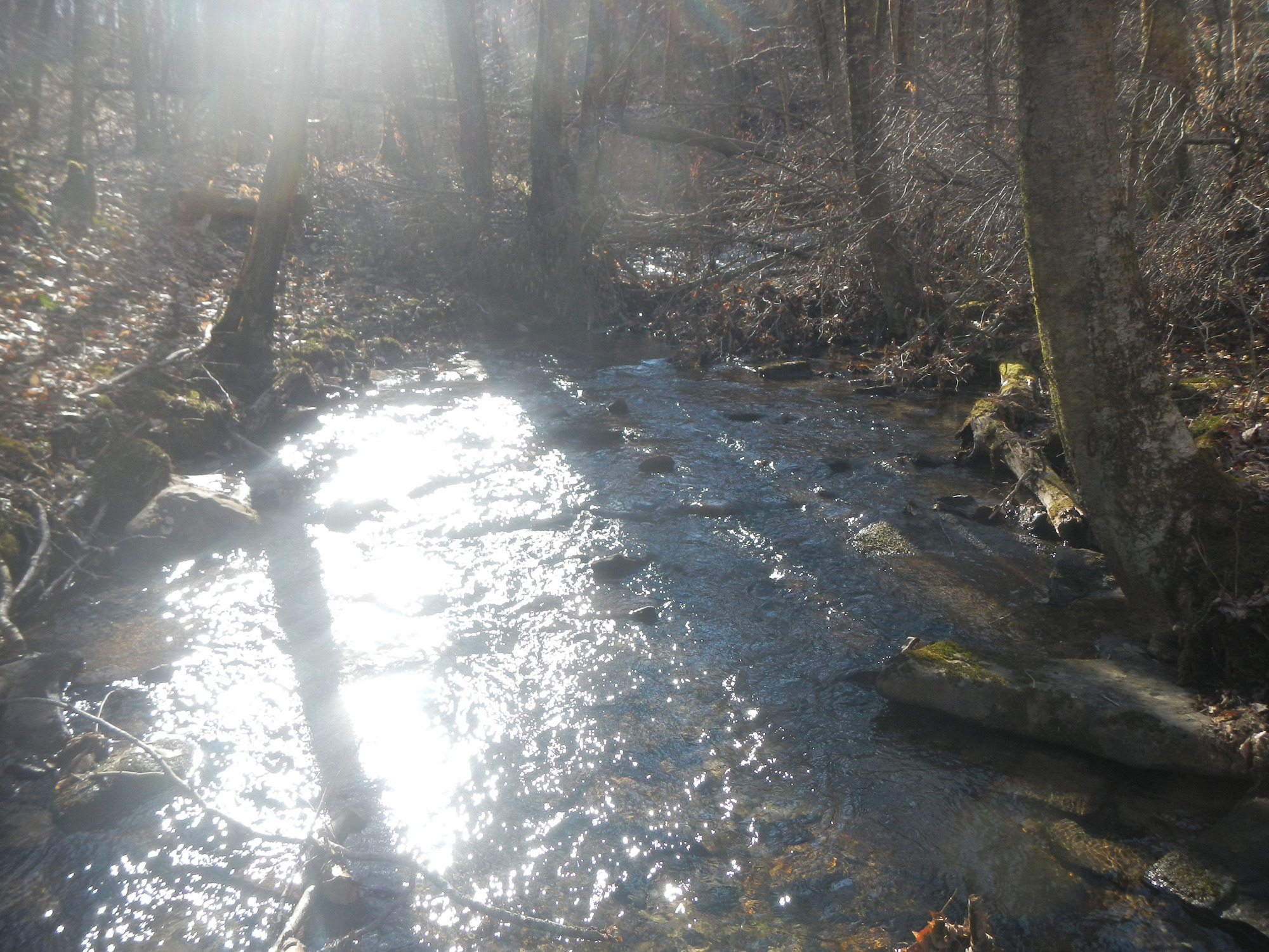 Site visit photo showing the upstream (UP) or downstream (DN) view of a wadeable stream reach taken during benthic macroinvertebrate monitoring at New River Gorge National Park and Preserve.