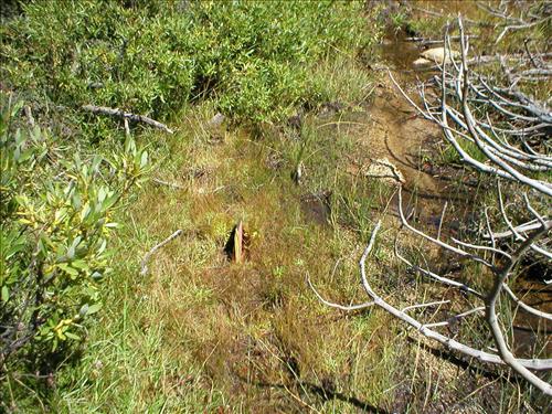 Hoof impacts and shearing at Upper Bubbs Meadow, Sequoia and Kings Canyon National Park