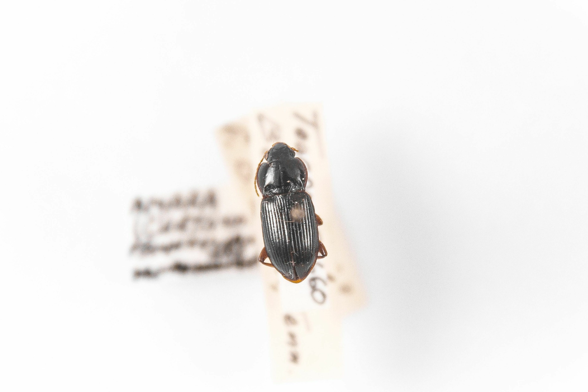 Image of Amara pennsylvanica, a species of Animalia